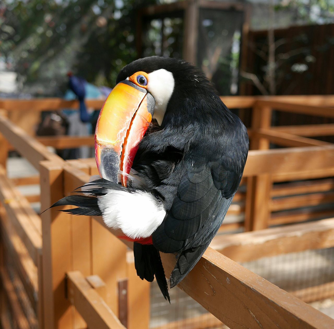 bird, animal themes, animals in the wild, one animal, wildlife, perching, focus on foreground, close-up, parrot, beak, two animals, outdoors, day, no people, wood - material, nature, branch, zoology, pigeon, avian