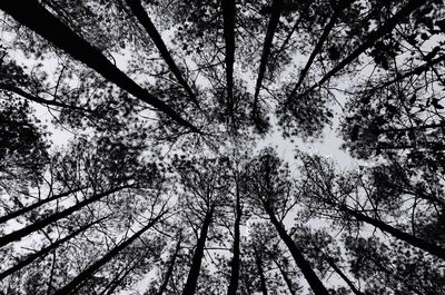 Low angle view of trees in forest