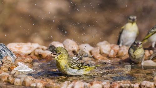 Close-up of birds in lake