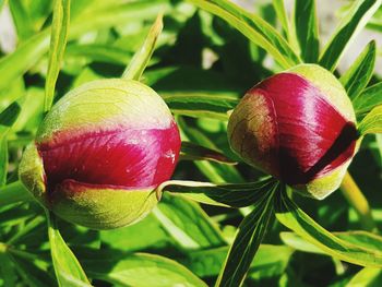 Close-up of strawberry growing on plant