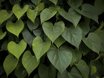 Full frame shot of wet leaves