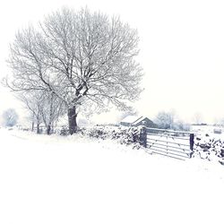 Bare tree on snow covered landscape against clear sky