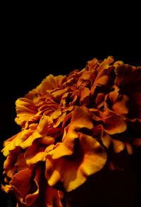 Close-up of sunflower against black background