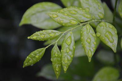 Close-up of raindrops on leaves