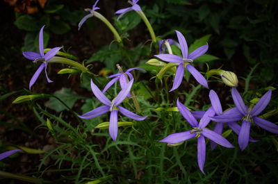 Close-up of purple flowering plant on field