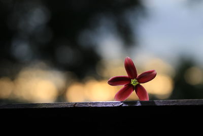 Close-up of red flowering plant