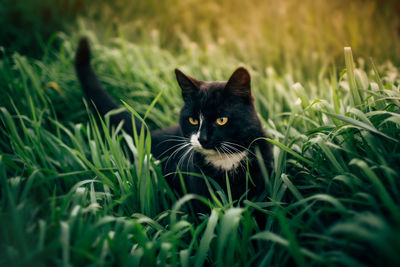 Portrait of cat on field