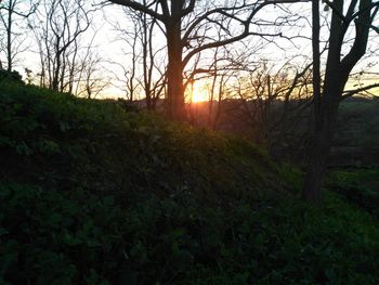 Close-up of trees against sky during sunset