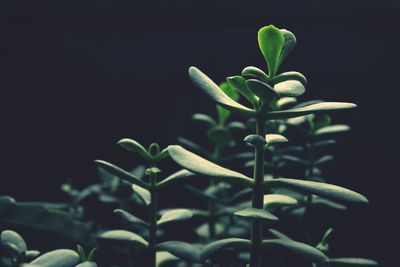 Close-up of plant