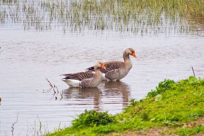 Side view of greylag geese on lake
