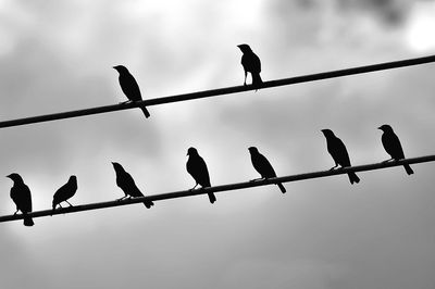 Low angle view of birds perching on power lines against sky