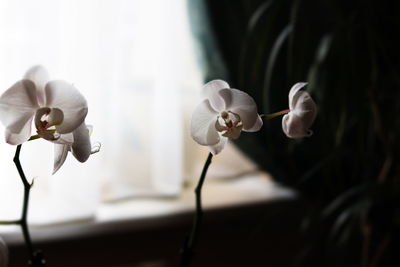 Close-up of white orchid