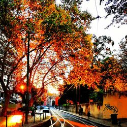 Trees by road in city during autumn