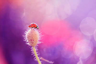 Close-up of ladybug on flower