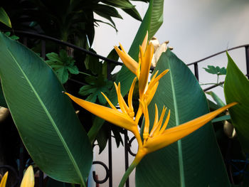 Close-up of yellow flowering plant leaves