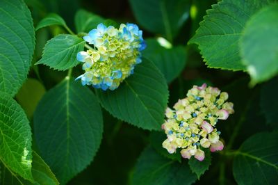 Close-up of flowers