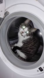 Portrait of cat sitting in washing machine
