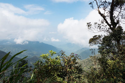 Scenic view of rainforest against sky