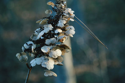 Close-up of wilted plant