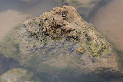 High angle view of lizard on rock in lake