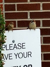 Close-up of bird perching on brick wall