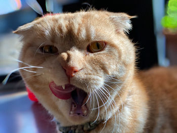 Close-up portrait of cat at home