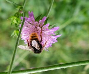 Close-up of insect on pink flower