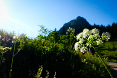 Close-up of flowers blooming on tree against sky