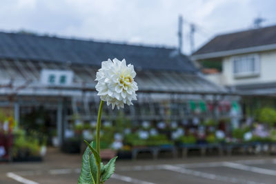 Close-up of white flowering plant against building