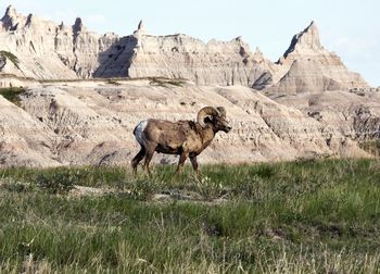 View of a sheep on field