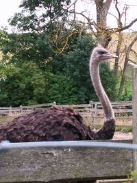 Side view of a bird against trees