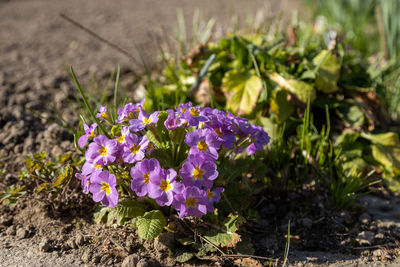 Close-up of purple flowering plants