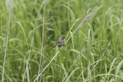 Bird perching on grass