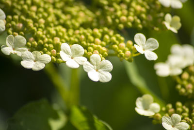 Close-up of white flowering plants