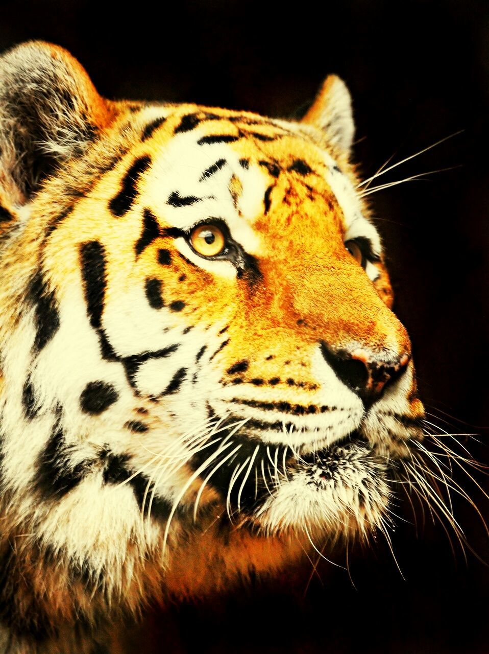 animal themes, one animal, animal markings, animals in the wild, whisker, mammal, wildlife, tiger, close-up, feline, animal head, natural pattern, black background, focus on foreground, safari animals, domestic cat, big cat, carnivora, animal body part, portrait