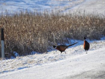 Bird on snow field during winter