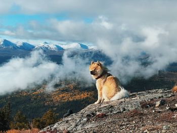 Dog sitting on rock against sky