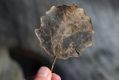 Close-up of hand holding autumn leaf