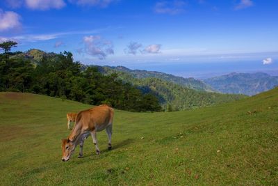 Horse grazing in a field