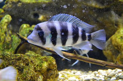 Close-up of fish in sea