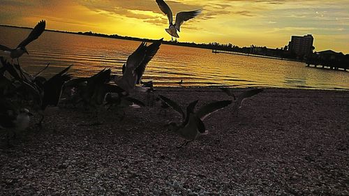 Bird flying over beach against sky during sunset