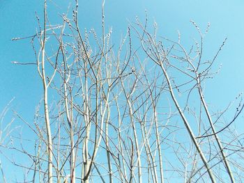 Low angle view of tree against clear sky