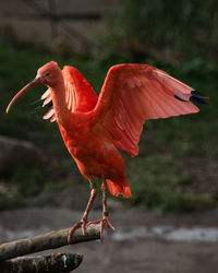 Close-up of a bird perching