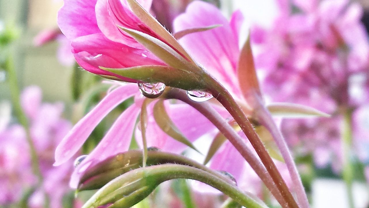 flower, freshness, fragility, petal, growth, close-up, beauty in nature, water, drop, pink color, focus on foreground, flower head, nature, plant, blooming, wet, selective focus, leaf, in bloom, stem