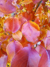 Full frame shot of autumnal leaves