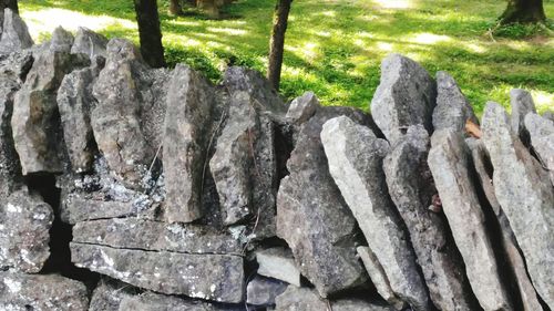 Trees growing on rocks