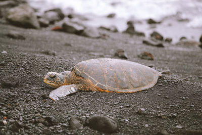 Close-up of shell on sand