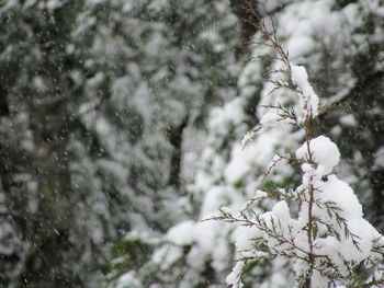 Close-up of snow on tree during winter