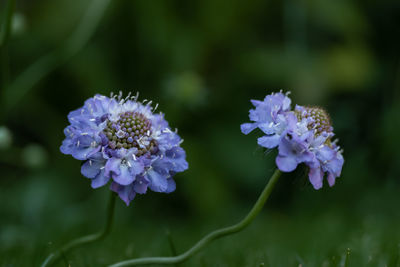 Close-up of purple flowering plant