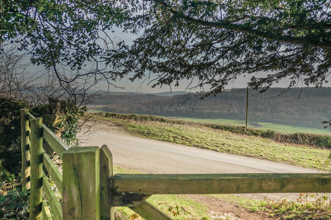 ROAD AMIDST TREES AND PLANTS ON FIELD